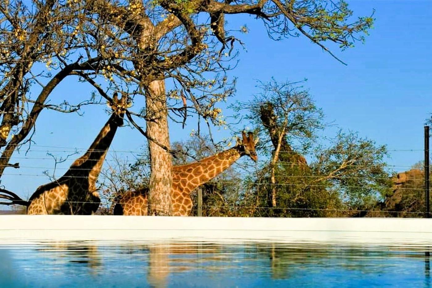 Ngalali Retreat Grietjie Game Reserve Exterior foto